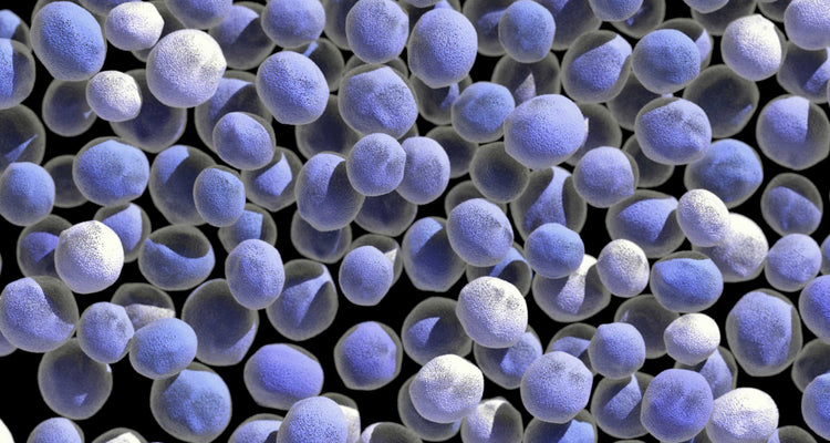 Bacterias intestinales