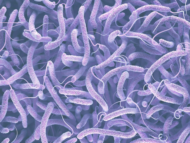 Patógenos en el intestino