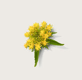 Rhodiola Rosea